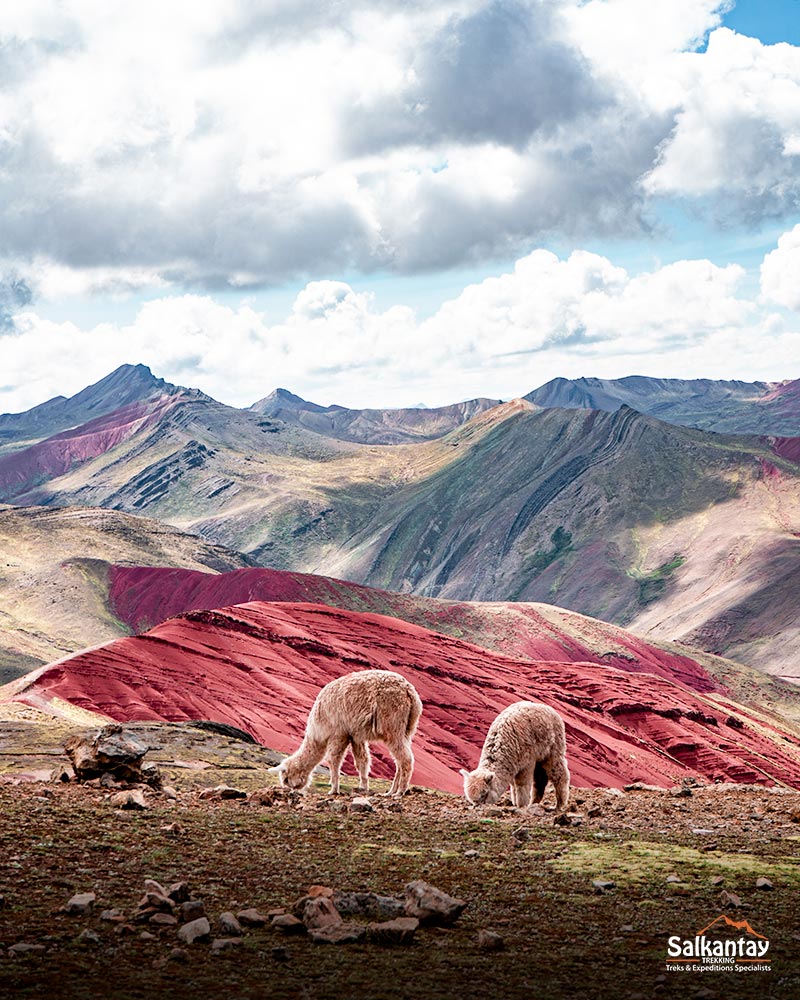 Alpacas in the red valley of Palccoyo