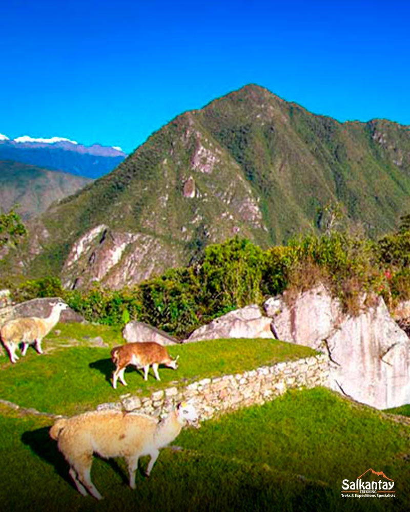 Dry season in Machu Picchu