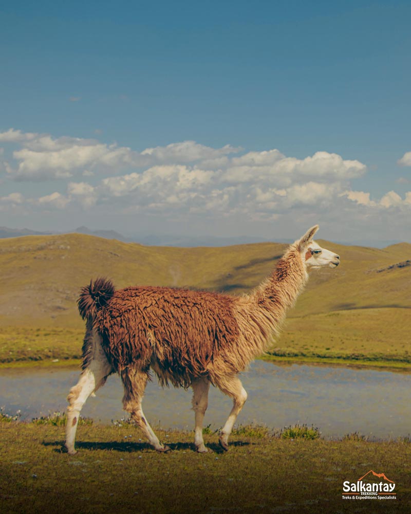 Lama walking in the Qoricocha lagoon