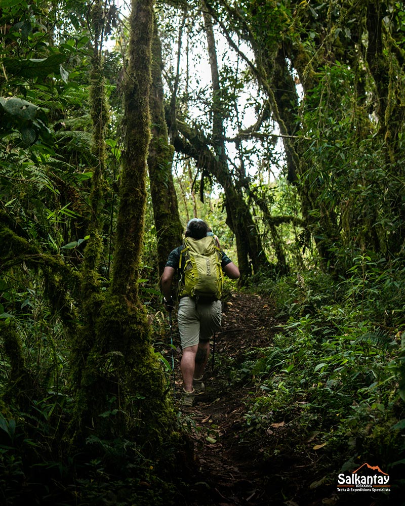 Tourist walking in the dense jungle towards the town of Aguas Calientes.