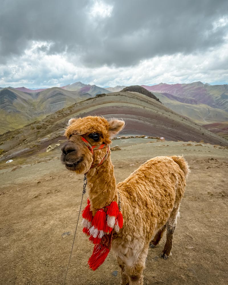 A Llama on the Colored Mountain of Palccoyo