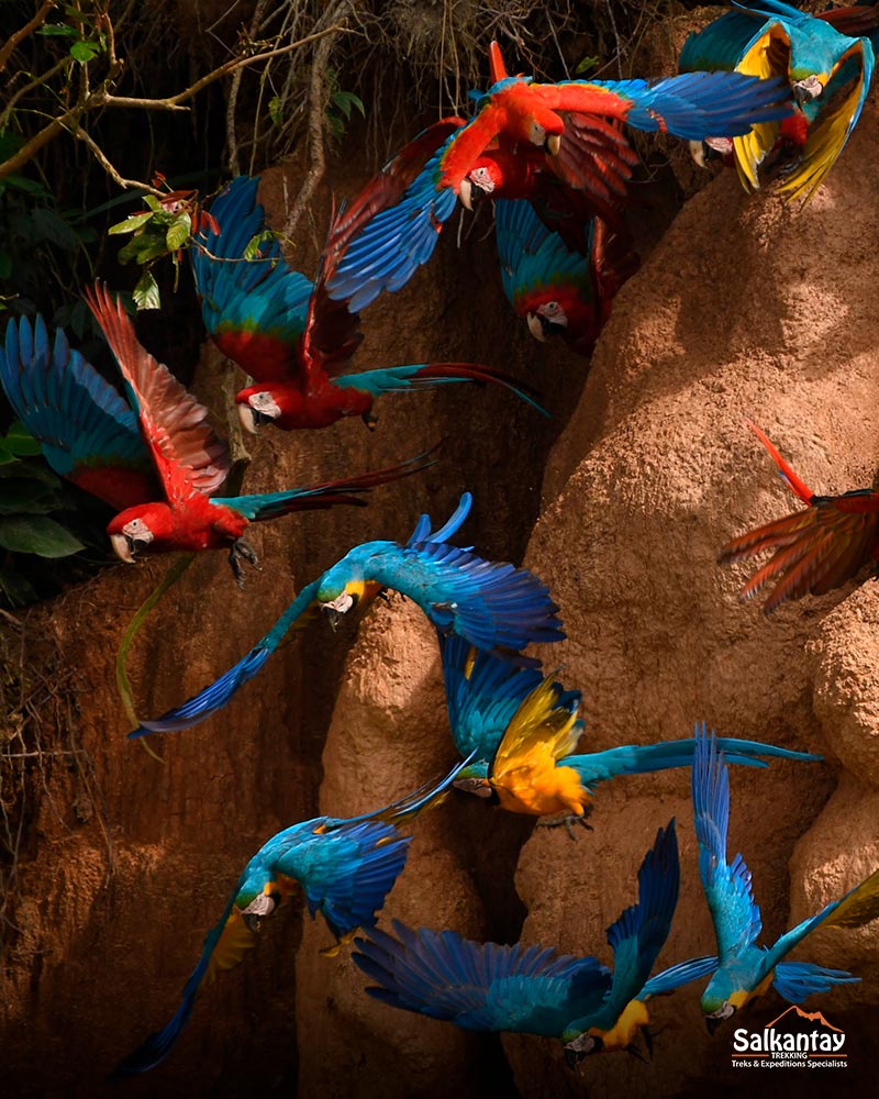 Parrots of the Peruvian rainforest