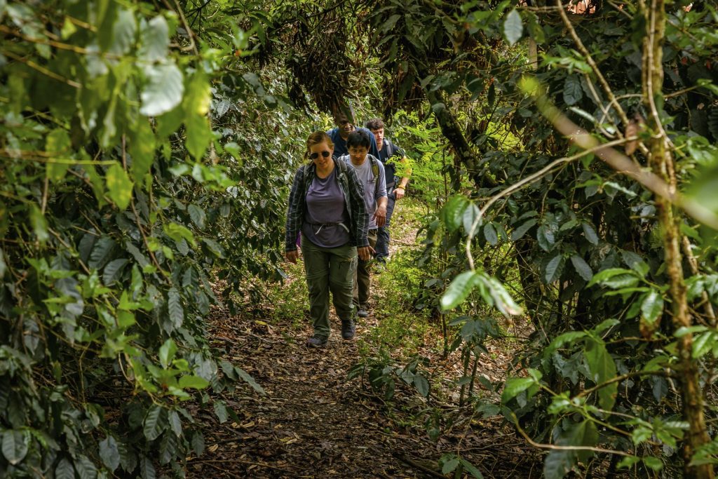 A group of tourists hiking in the jungle.