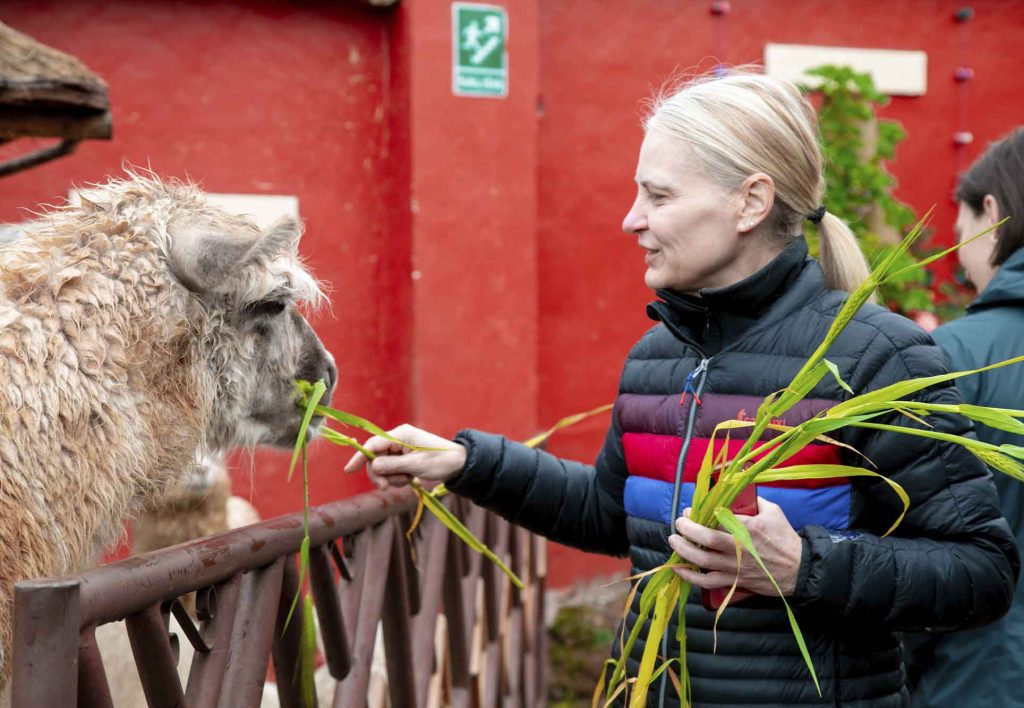Woman feeding a llama with grass in the Sacred Valley