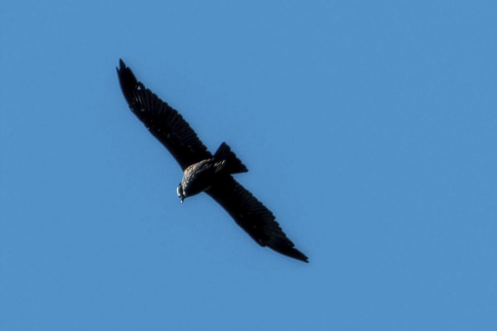 Fauna of Choquequirao