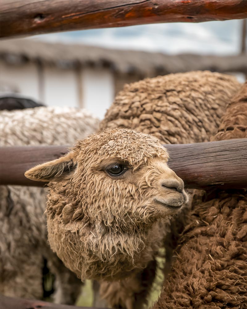 South American Camelid Interpretation Center