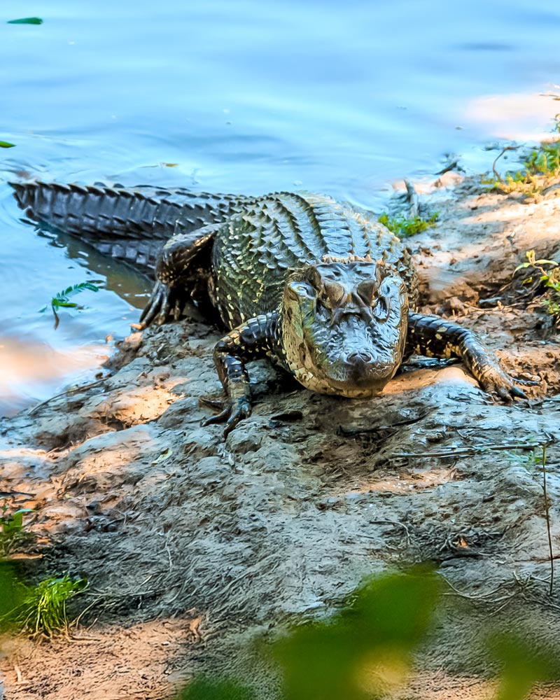 Caiman in the Peruvian Jungle