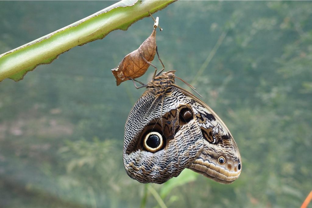Butterfly in Aguas Calientes Butterfly Park