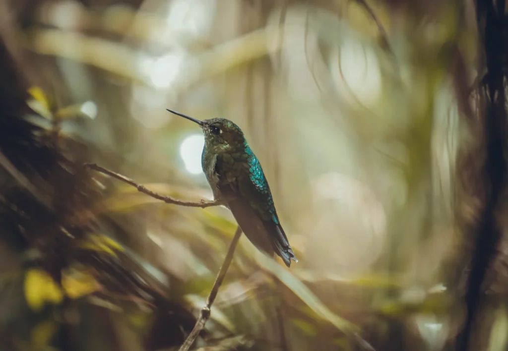 Hummingbird on the Inca Trail to Machu Picchu