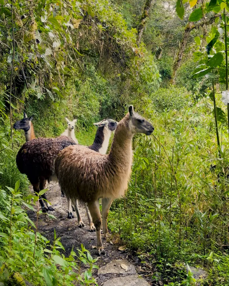 Llamas on the Inca Trail to Machu Picchu grazing freely