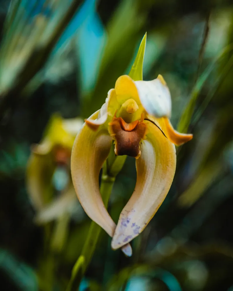 Yellow orchid on the Inca Trail to Machu Picchu