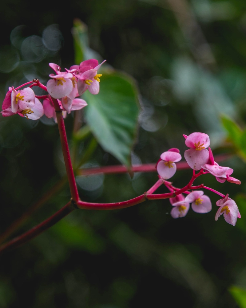 Orchid on the Inca Trail to Machu Picchu