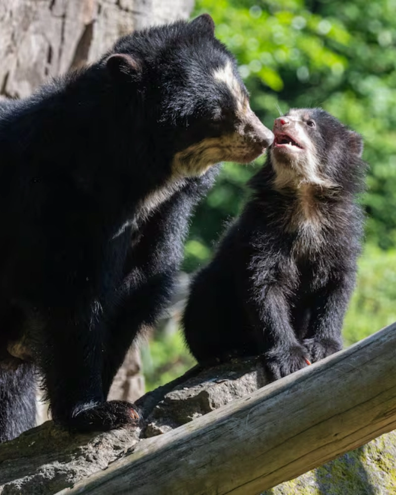 Mother and cub of spectacled bears on the Inca Trail