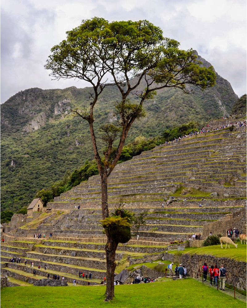 Pisonay tree in Machu Picchu