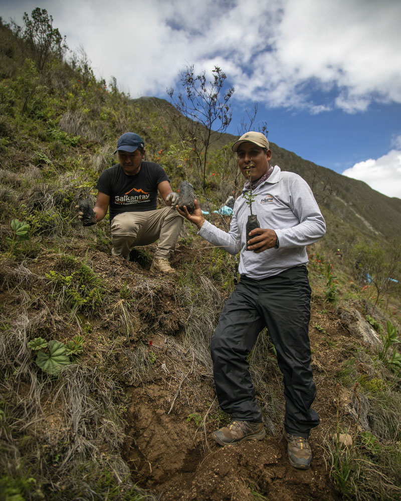 Planting and reforestation campaign