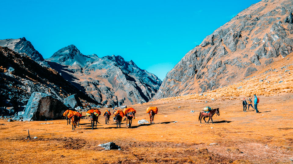 Salkantay Trek Our Horsemen & Horses
