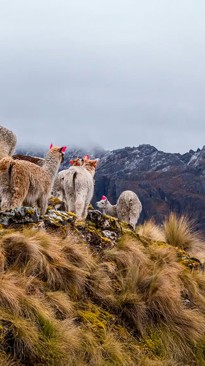 Llamas in the lares trek to Machu Picchu journey