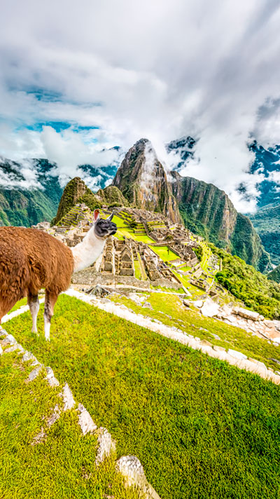 A llama in the foreground with the background of the majestic ruins of Machu Picchu