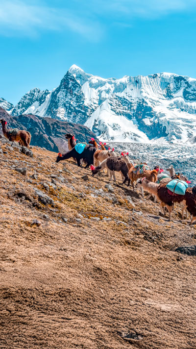 Group of llamas walking the mountains with the Ausangate Glacier as backdrop
