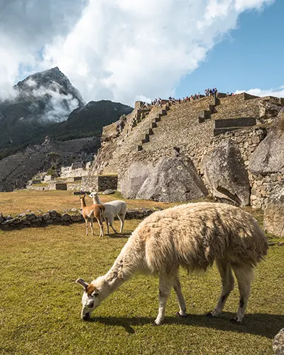 Llama in the archaeological center of Machu Picchu