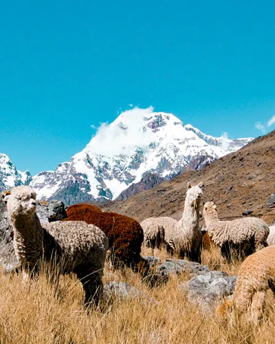 Impressive photo of Alpacas with the Ausangate mountain background