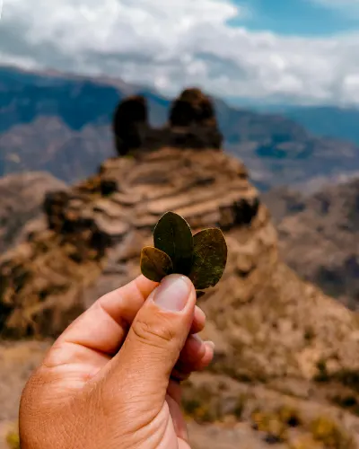 Kintu of coca leaf with the background of the archaeological center of Waqrapukara