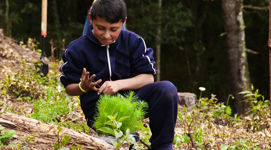 Reforestation Project