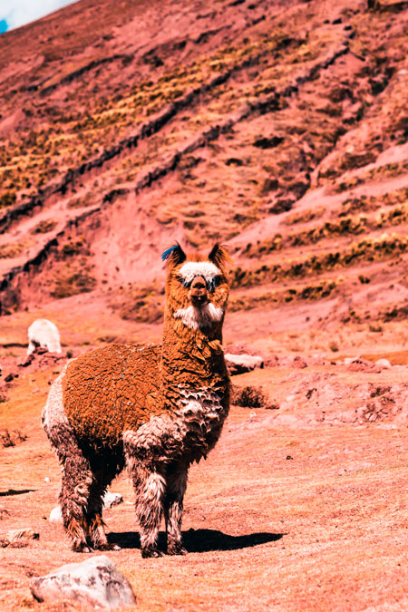 Alpaca looking for the photo in Palccoyo