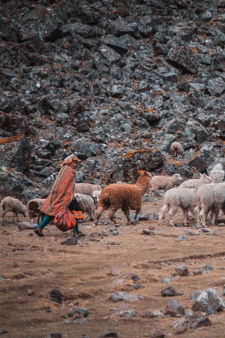 Andean woman walking with her llamas and alpacas