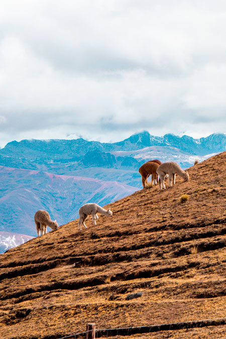 Group of lamas in the mountains against the backdrop of snow-capped mountains