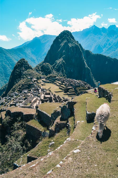 A llama eating at Machu Picchu citadel