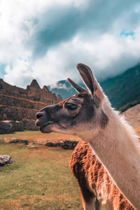 Llama in Machu Picchu