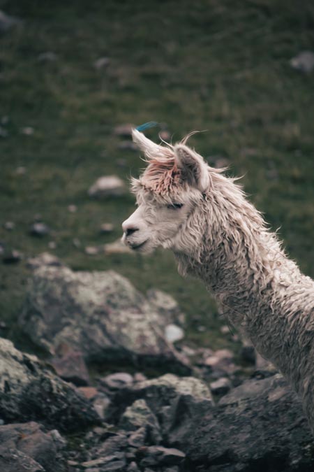 See alpacas and llamas grazing in their natural habitat.