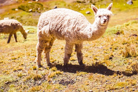 Traditional tours in Cusco